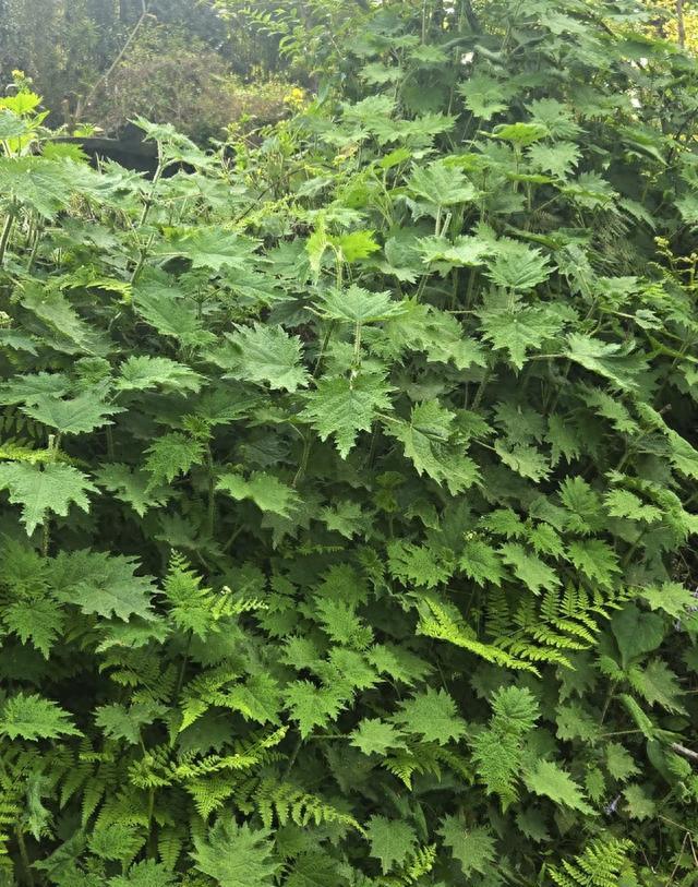贵州人当成宝，外地人受不了！贵州 6 大 “怪蔬菜”，你吃过几